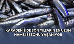 Karadeniz'de son yılların en uzun hamsi sezonu yaşanıyor