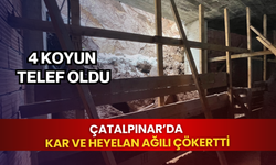 Çatalpınar’da kar ve heyelan ağıl çökertti: 4 koyun telef oldu