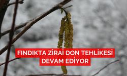 Fındıkta zirai don tehlikesi devam ediyor
