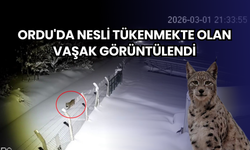 Ordu'da nesli tükenmekte olan vaşak görüntülendi