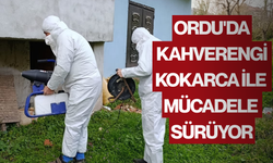 Ordu'da kahverengi kokarca ile mücadele sürüyor