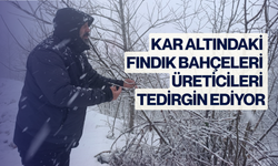 Kar altındaki fındık bahçeleri üreticileri tedirgin ediyor