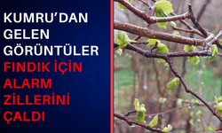 Kumru’dan gelen görüntüler fındık için alarm zillerini çaldı