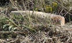 Ankara'da vatandaş mantar ararken patlamamış top mermisi buldu