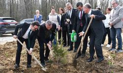 Samsun'da ormanlar ağaçlandırılıyor