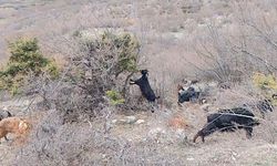 Tokat'ta yaylada kışın ayazında türküleriyle ısınan çoban, baharı da türküyle karşıladı