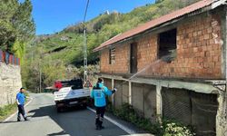 Trabzon'da kokarca ile mücadele sürüyor