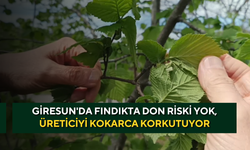 Giresun'da fındıkta don riski yok, üreticiyi kokarca korkutuyor