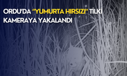 Ordu’da “Yumurta Hırsızı” tilki kameraya yakalandı
