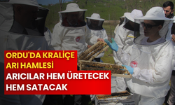 Ordu'da kraliçe arı hamlesi: Arıcılar hem üretecek hem satacak