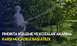 Fındıkta külleme ve kozalak akarına karşı mücadele başlatıldı