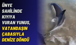Ünye sahilinde kıyıya vuran yunus, vatandaşın çabasıyla denize döndü