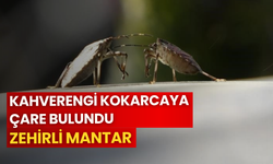 Kahverengi kokarcaya çare bulundu: Zehirli mantar