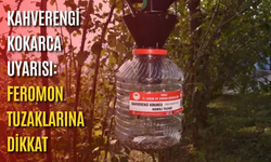 Kahverengi kokarca uyarısı: Feromon tuzaklarına dikkat