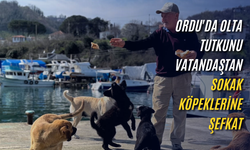 Ordu'da olta tutkunu vatandaştan sokak köpeklerine şefkat