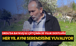 Ordu'da baykuş ile çiftçinin 20 yıllık dostluğu: Her yıl aynı serendisine yuvalıyor