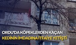 Ordu'da köpeklerden kaçan kedinin imdadına itfaiye yetişti