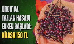 Ordu'da taflan hasadı erken başladı: Kilosu 150 TL
