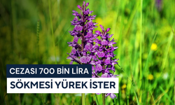 Cezası 700 bin lira: Sökmesi yürek ister