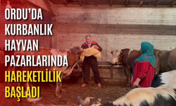 Ordu’da kurbanlık hayvan pazarlarında hareketlilik başladı