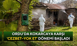 Ordu’da kokarcaya karşı 'cezbet–yok et' dönemi başladı