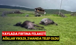 Yaylada fırtına felaketi: Ağıllar yıkıldı, 2 manda telef oldu
