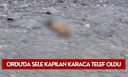 Ordu'da sele kapılan karaca telef oldu