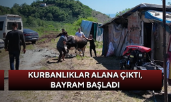 Kurbanlıklar alana çıktı, bayram başladı