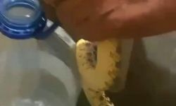 Ankara Polatlı'da yılan paniği