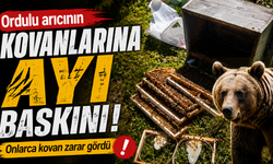 Ordulu arıcının kovanlarına ayı baskını: Onlarca kovan zarar gördü