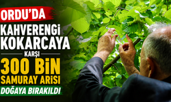 Ordu’da kahverengi kokarcaya karşı 300 bin samuray arısı doğaya bırakıldı