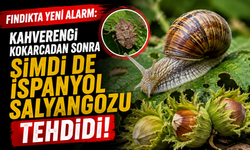 Fındıkta yeni alarm: Kahverengi kokarcadan sonra şimdi de İspanyol salyangozu tehdidi