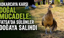 Kokarcaya karşı doğal mücadele: Fatsa'da sülünler doğaya salındı