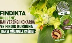 Fındıkta külleme, kahverengi kokarca ve fındık kurduna karşı mücadele çağrısı