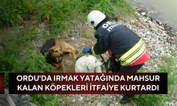Ordu'da ırmak yatağında mahsur kalan köpekleri itfaiye kurtardı