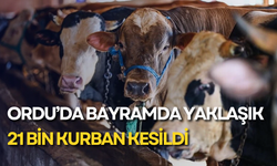 Ordu’da bayramda yaklaşık 21 bin kurban kesildi
