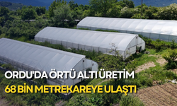 Ordu'da örtü altı üretim 68 bin metrekareye ulaştı