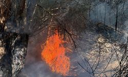 Ankara'da ağaçlık alanda çıkan yangın söndürüldü