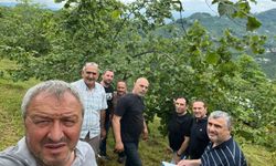 Trabzon'da fındıkta rekolte tespiti çalışmaları başladı