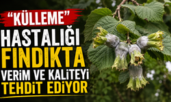 'Külleme' hastalığı fındıkta verim ve kaliteyi tehdit ediyor