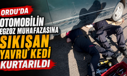 Ordu'da otomobilin egzoz muhafazasına sıkışan yavru kedi kurtarıldı