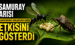 Samuray arısı kahverengi kokarcaya karşı etkisini gösterdi