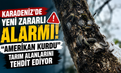 Karadeniz'de yeni zararlı alarmı: "Amerikan Kurdu" tarım alanlarını tehdit ediyor