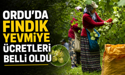 Ordu'da fındık yevmiye ücretleri belli oldu