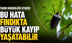Tarım Müdürlüğü uyardı: Bu hata fındıkta büyük kayıp yaşatabilir