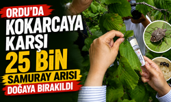 Ordu’da kokarcaya karşı 25 bin samuray arısı doğaya bırakıldı