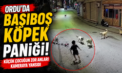 Ordu'da başıboş köpek paniği: Küçük çocuğun zor anları kameraya yansıdı