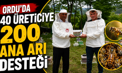 Ordu'da 40 üreticiye 200 ana arı desteği