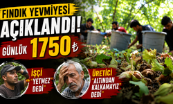 Fındık yevmiyesi açıklandı: İşçi “yetmez” dedi, üretici “altından kalkamayız” dedi