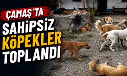 Çamaş'ta sahipsiz köpekler toplandı